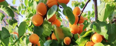 杏树的寓意象征是什么 - 农敢网