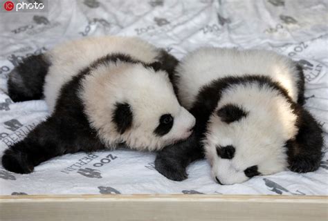 萌翻！德动物园公布新生大熊猫近照_新浪图片