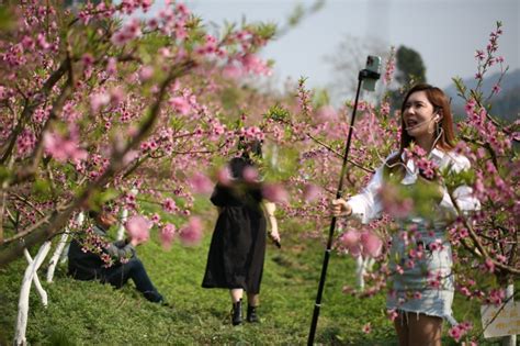 巴南区丰盛镇200亩桃园迎来鲜花季，不去赏桃花将错过一年-上游新闻 汇聚向上的力量