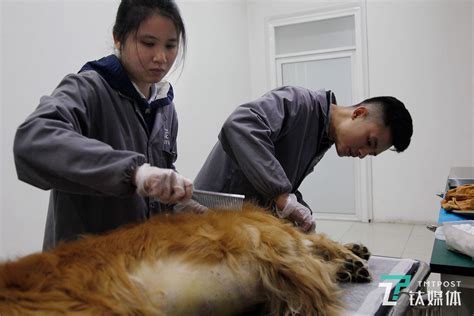 中国宠物数量达2.5亿只 它们死后该不该被墓葬？——人民政协网
