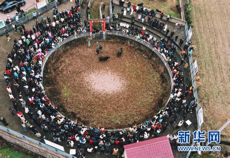 云南春节上演传统斗牛比赛-精彩图片- 东南网
