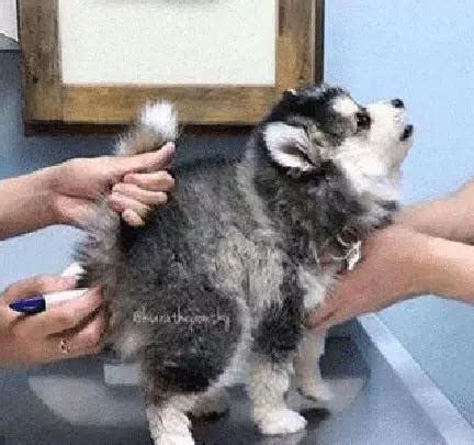阿拉斯加幼犬第一次被人戳进量肛温