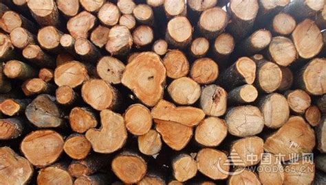 香樟木原木 香樟木烘干板材 国产香樟木带香味木头-阿里巴巴