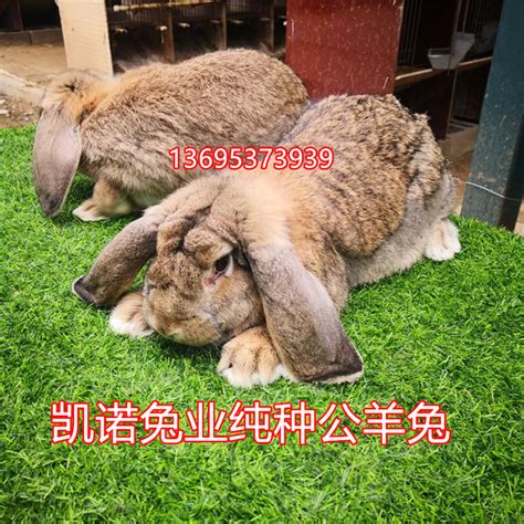 大型肉兔种兔 纯种肉兔公羊兔 公羊兔养殖 活体运输 山东济宁 航天牧业-食品商务网