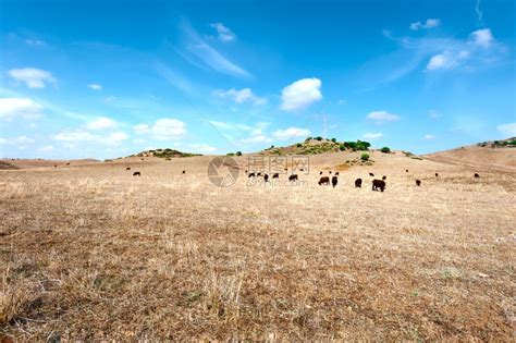 奶牛在草地上放牧牛在绿草上放牧高清图片下载-正版图片305896523-摄图网