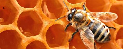 蜜蜂的生活习性有哪些，具体有什么特点 - 农敢网