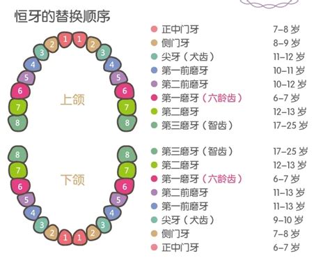儿童换牙顺序图片