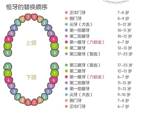 儿童换牙齿的年龄和顺序（图）