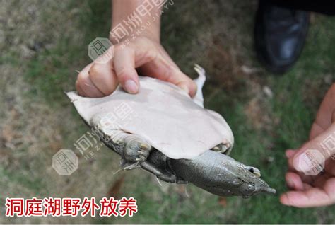 甲鱼养殖·概况介绍_常德仙湖农业