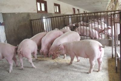 云南：新品种生猪选育转化应用显成效