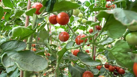 其他-普罗旺斯番茄，西红柿-好图网