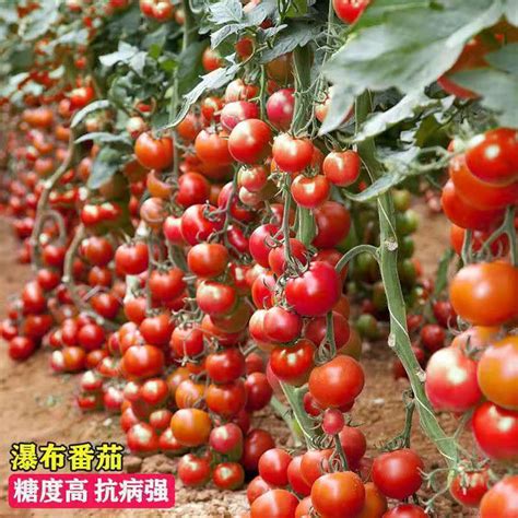 申粉16番茄种子西红柿种籽 无线生长粉红果耐裂抗病露地大棚番茄-淘宝网