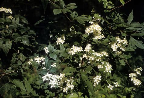Clematis virginiana (Ranunculaceae) image 2087 at PhytoImages.siu.edu