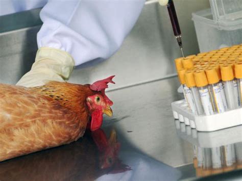 上海：H7N9禽流感基因疫苗研制完成_ 视频中国