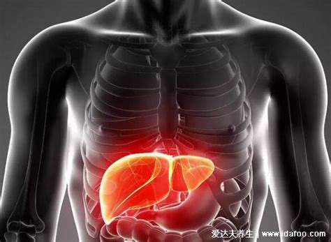人体器官结构图五脏六腑肾的位置，身体各个器官疼痛位置图解|健康知识|奇说-红叶网