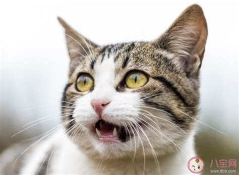 猫咪不同的叫声到底是什么意思？——如何与猫咪交流（三） - 知乎