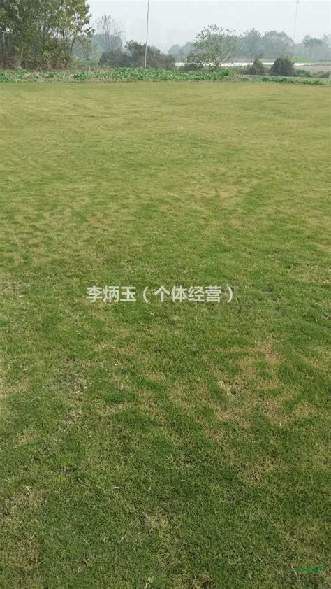 台湾二号批发基地、哪里有批发草坪的_图片