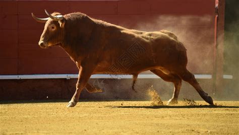 西班牙公牛长着大角高清图片下载-正版图片505939018-摄图网