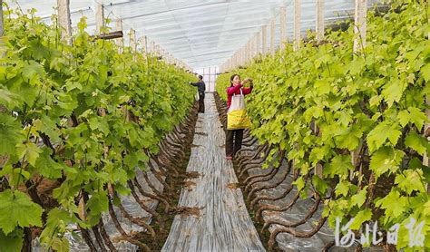 大棚葡萄种植技术与管理-农技学堂 - 惠农网