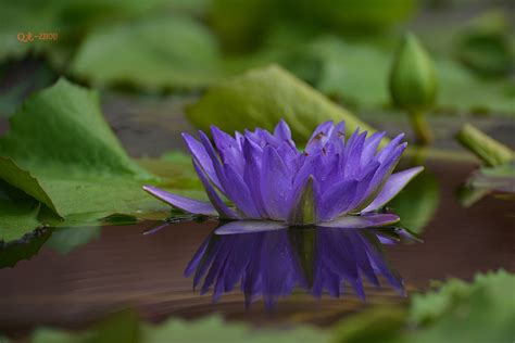 【紫“莲花”摄影图片】生态摄影_太平洋电脑网摄影部落