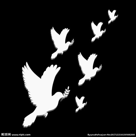 和平鸽图片