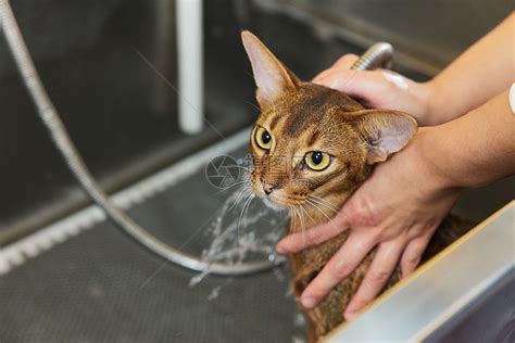 宠物店技师给宠物猫洗澡特写高清图片下载-正版图片501808064-摄图网