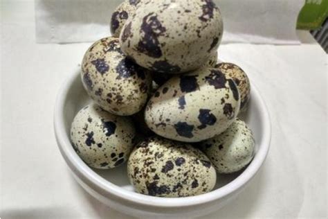 火锅食材 去壳熟鹌鹑蛋450克 妈妈抱水煮鹌鹑蛋批发价格 鹌鹑蛋-食品商务网