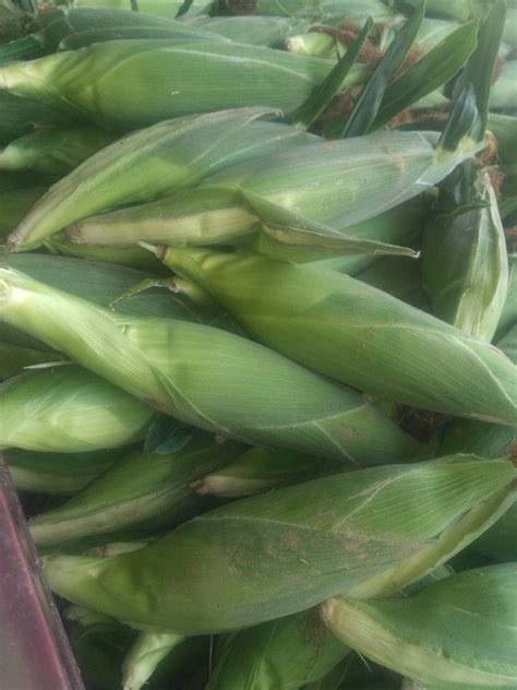 2018新野甜玉米大量上货！！便宜 - 绿果网