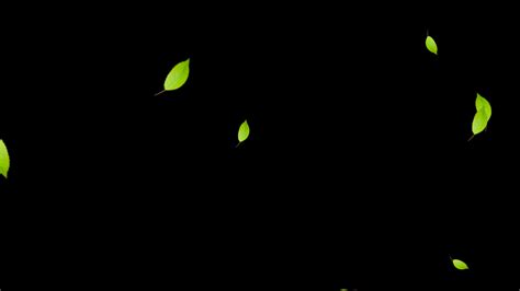 绿色落叶树叶通道视频AE模板视频特效素材-千库网