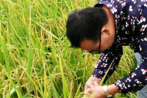 旱稻高产新品种,高产千斤旱稻品种,好吃的高产旱稻品种_大山谷图库