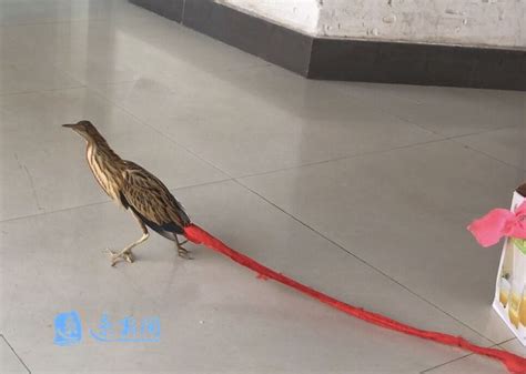 市民途中捡到一只“怪鸟” 竟是国家保护动物大麻鳽（jiān）_荔枝网新闻