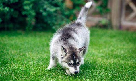 阿拉斯加幼犬纯种活体哈士奇金毛拉布拉多萨摩耶雪橇犬宠物狗狗_虎窝淘