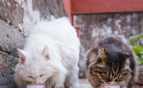 冬天怎样给流浪猫御寒,5个方法帮助流浪猫过冬|流浪猫|猫咪|御寒_新浪新闻