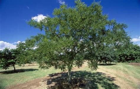 如何种植槐树？槐树的种植方法和技巧及栽培管理-绿宝园林网