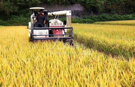 广西忻城：2.1万亩田地“旱改水” 新增粮食产能1800吨-人民图片网