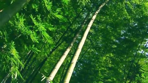 竹子的象征意义是什么 家里摆放竹子有哪些讲究_百科知识_学堂_齐家网