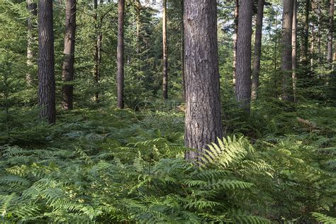 夏天茂密生机勃勃的森林景观高清图片下载-正版图片300699691-摄图网