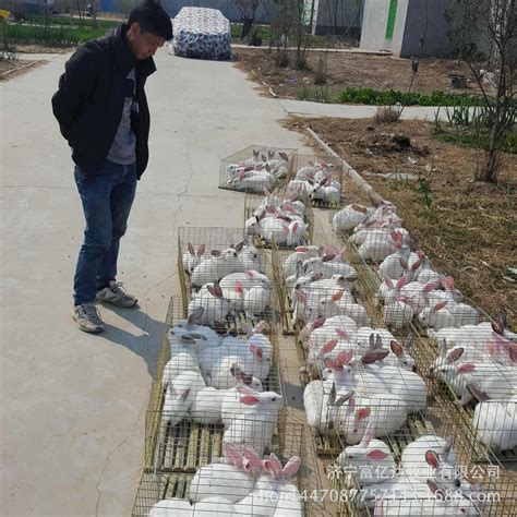 钦州市 附近大型种兔养殖场_肉兔_山东华越特种养殖场