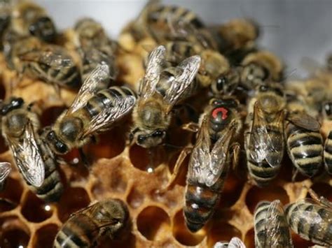 传统木桶养蜂，如何培育蜂王？这个问题难倒老蜂农 - 知乎
