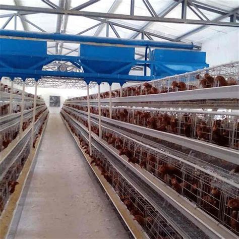 自动化养鸡场全是机械化，养2万只鸡只需一人掌控
