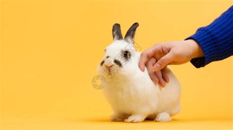 兔子手影图片