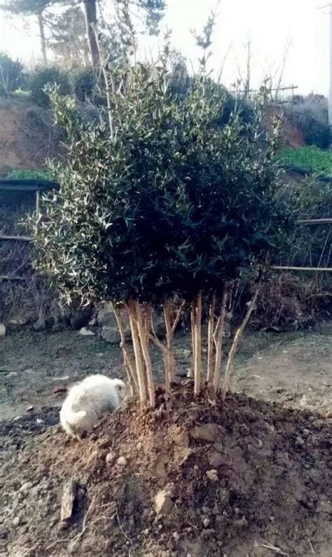 老鼠刺树图片