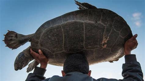 重庆寺庙放生池发现巨型怪龟：重达50斤十分凶恶|寺庙|放生池|鳄龟_新浪新闻