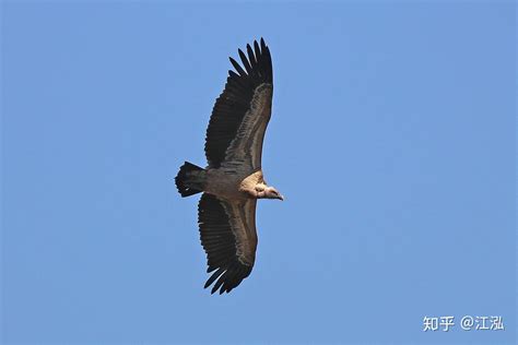 翼鸟图片