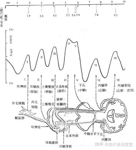 静息电位、动作电位和后电位-中国医学百科-医学