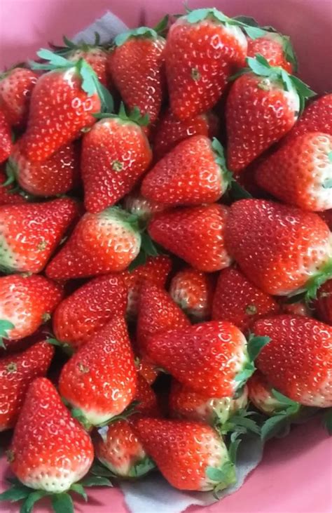 草莓的花语,草莓有什么寓意-花卉百科-绿宝园林网
