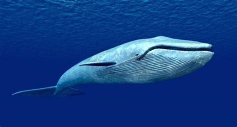 一头蓝鲸有多重