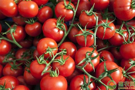 现在西红柿多少钱一斤？2019最新西红柿产区收购价格行情 - 惠农网