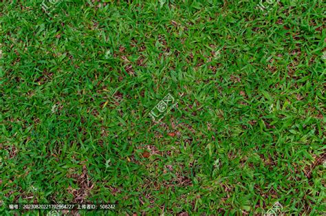 大叶油草,其它植物,植物花草,摄影素材,汇图网www.huitu.com