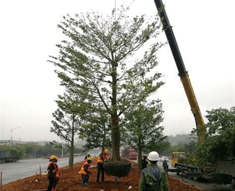东校区：植下一棵树 收获万点绿-合肥一六八玫瑰园学校
